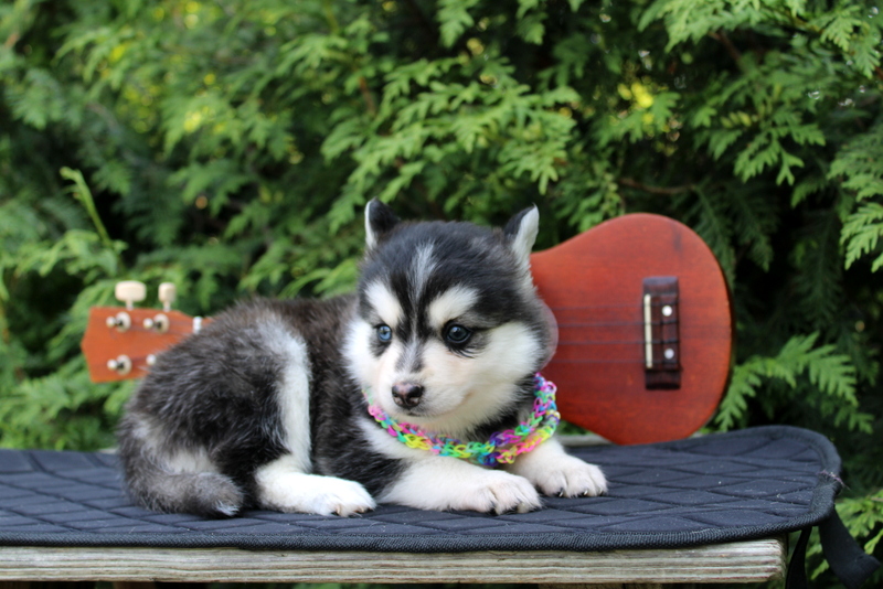 puppy, for, sale, Pomsky, Matthew B. Stoltzfus, dog, breeder, Gap, PA, dog-breeder, puppy-for-sale, forsale, nearby, find, puppyfind, locator, puppylocator, aca